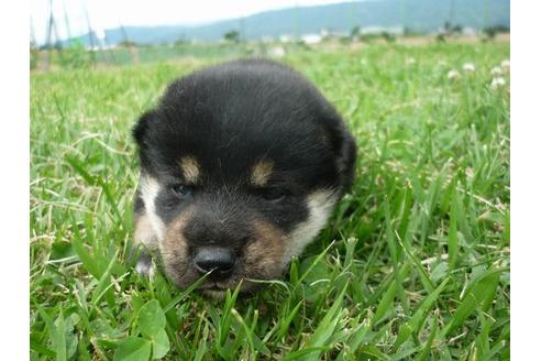 成約済の長野県の柴犬-50698の2枚目